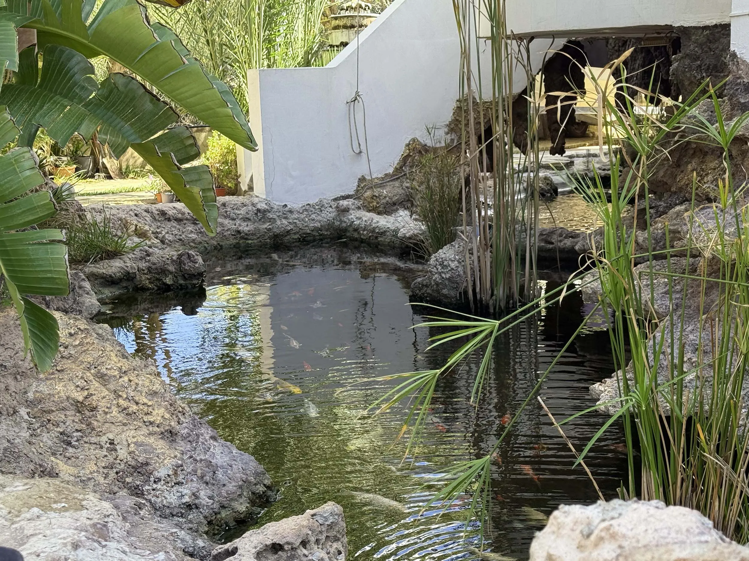 Natural rock garden pond with koi fish, water plants and tropical foliage